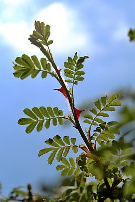 Rosa omeiensis 'Pteracantha' - růže omejská - větev, listy, trny